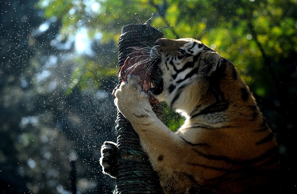 Sonbaharda Hayvanat Bahçesine Büyük İlgi