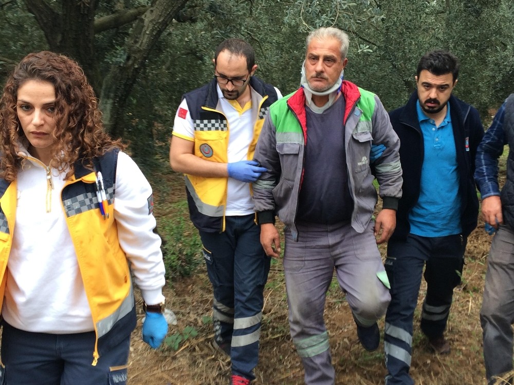 Virajı Alamayan Tır Zeytin Ağaçlarına Çarptı