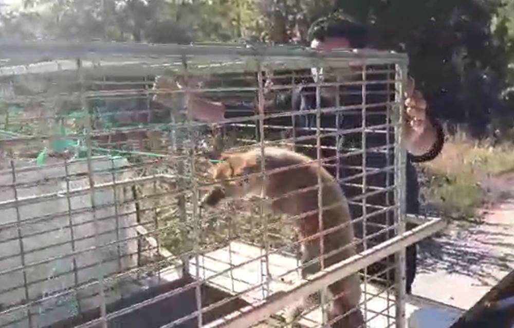 Yaralı Tilkiye Şefkat Eli