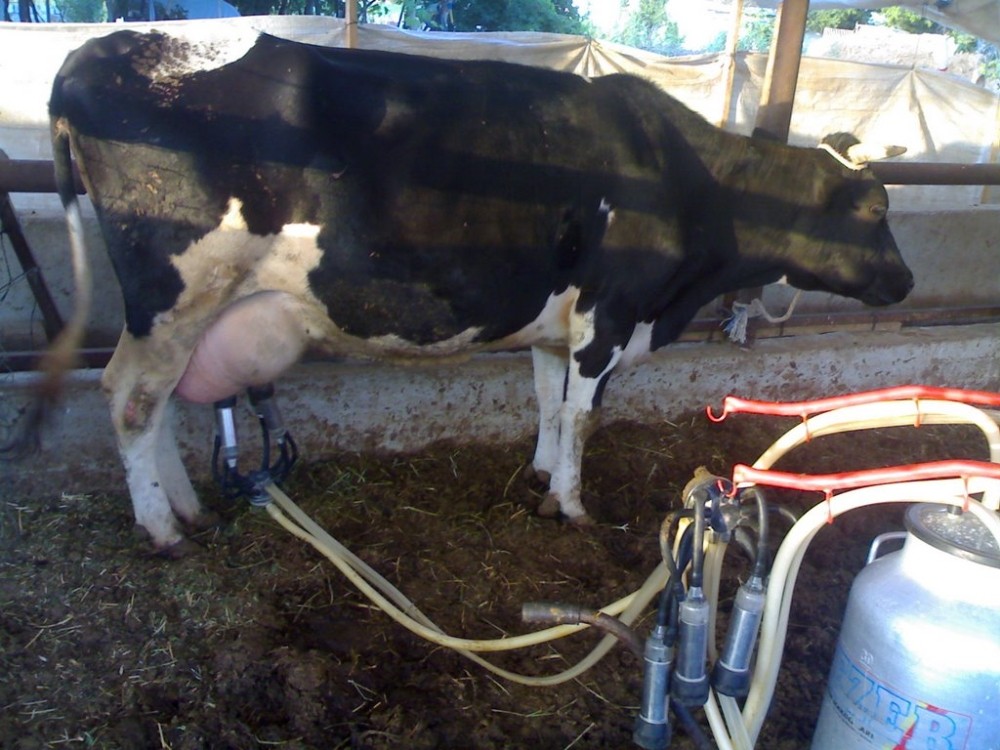 Yenişehirli Besicilere 4 Milyon Liralık Destekleme