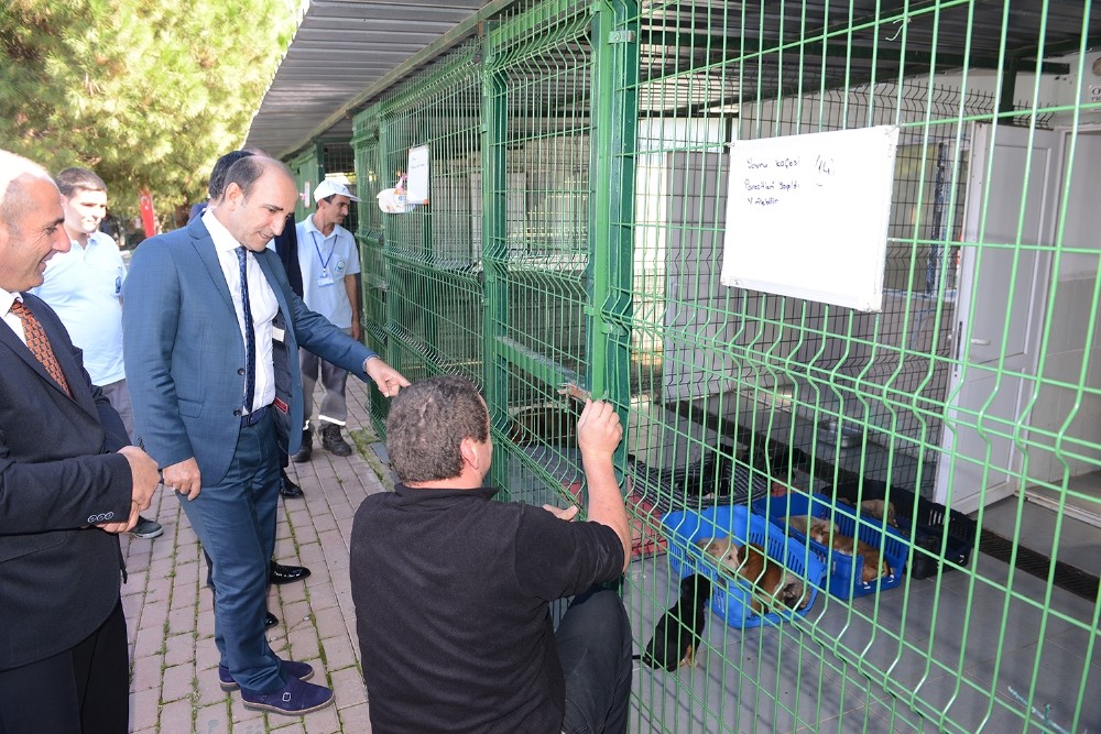 Yıldırımda Can Dostları Sahipsiz Değil