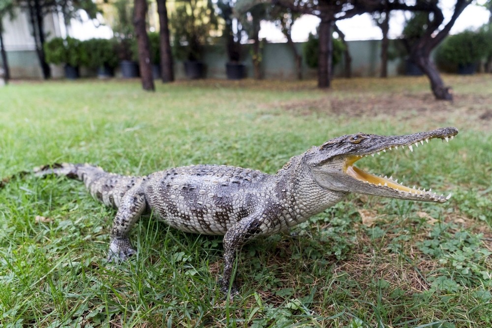 Bursada Timsah Kaçakçılarına Suçüstü