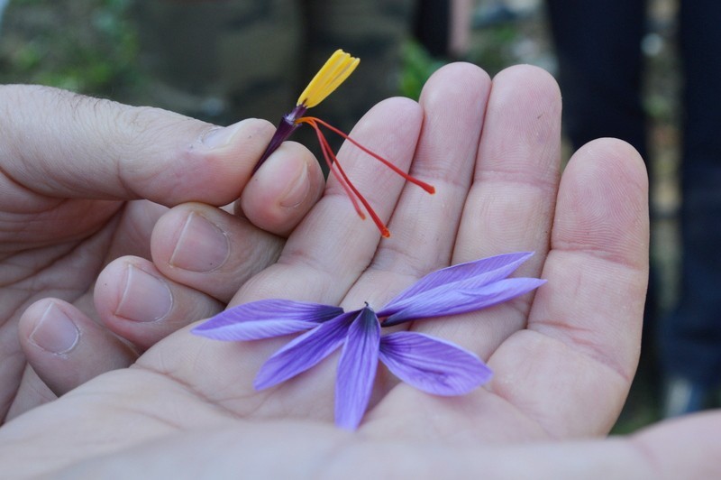 Çiftçiye Alternatif Ürün Safran Olsun