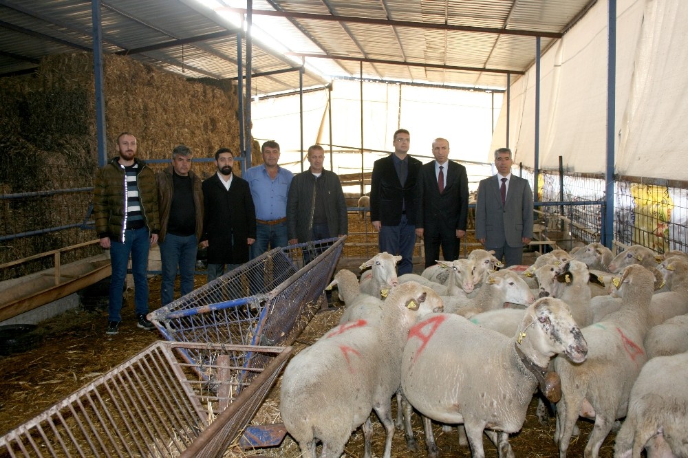 Eski Hükümlüler Koyun Besleyecek