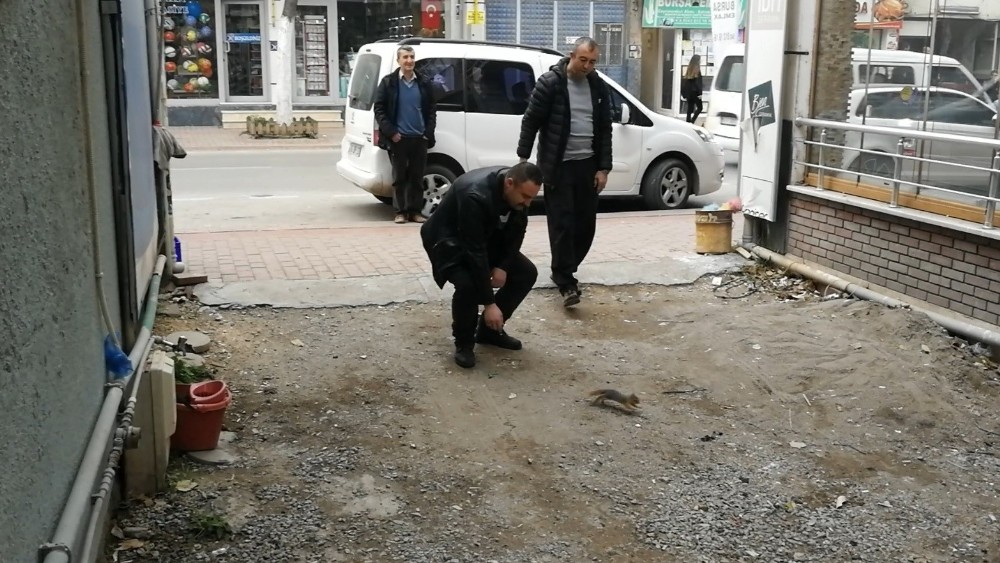 Firari Sincap Vatandaşı Terletti