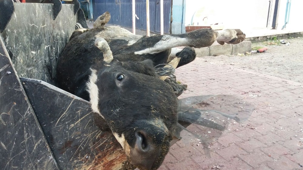 İneği Sayesinde Ölümden Kurtuldu