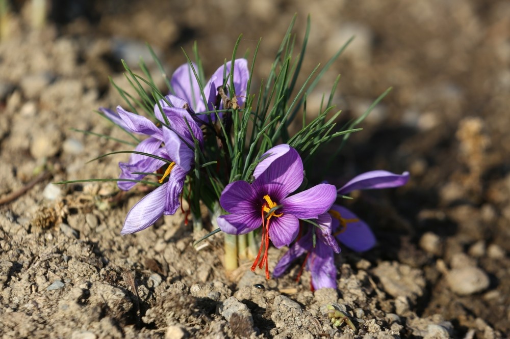 Kent Bostanlarında Safran Yetiştiriliyor