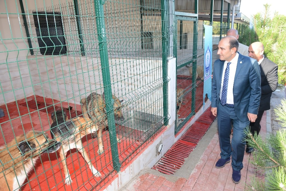 Sevimli Dostlara “Yıldırım” Eli