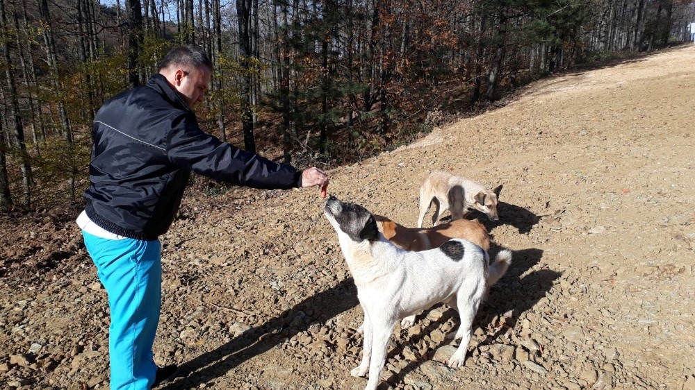 Sokak Hayvanlarına Sosisli İlaçlama