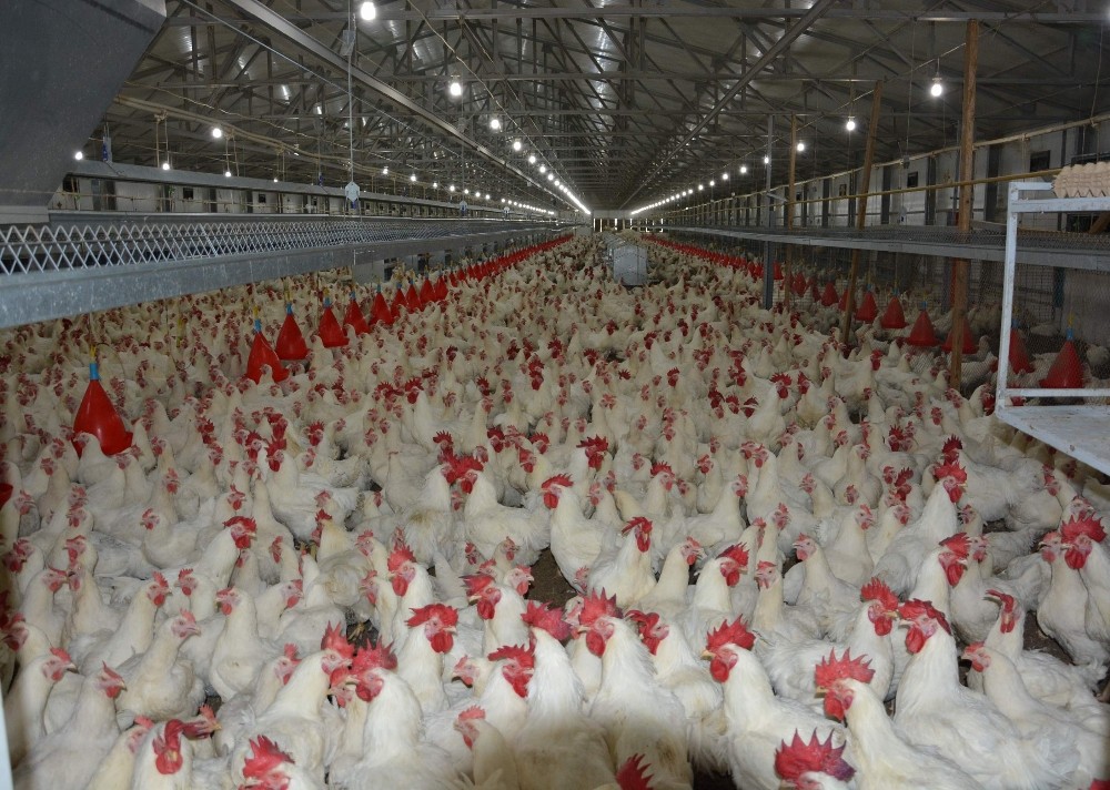 Türk Tavuğunun Japonyadan Sonra Hedefi Çin