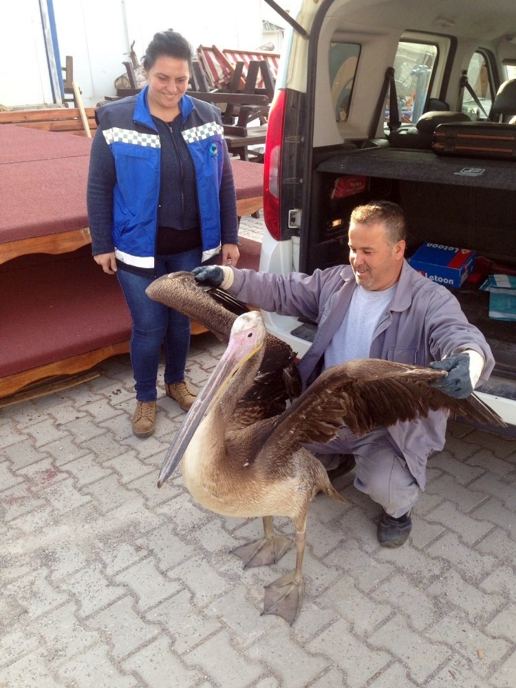 Yorgun Düşen Pelikan Emin Ellerde