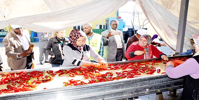 iNEGöL’DEN AVRUPA’YA  1 MiLYON DOLARLIK SALÇA