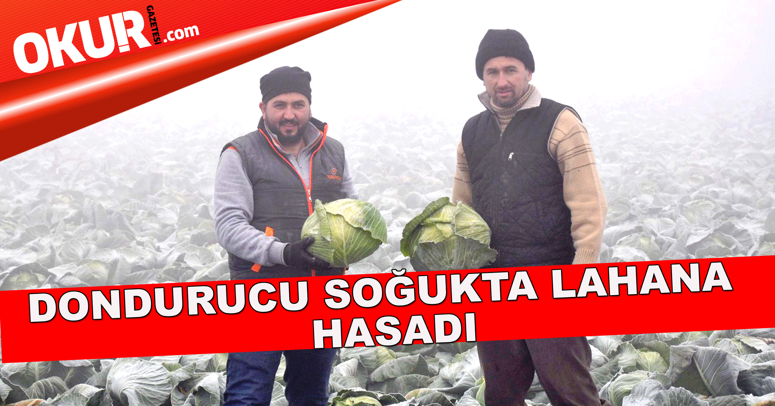 Dondurucu soğukta lahana hasadı
