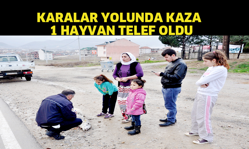 Karalar yolunda kaza 1 hayvan telef oldu