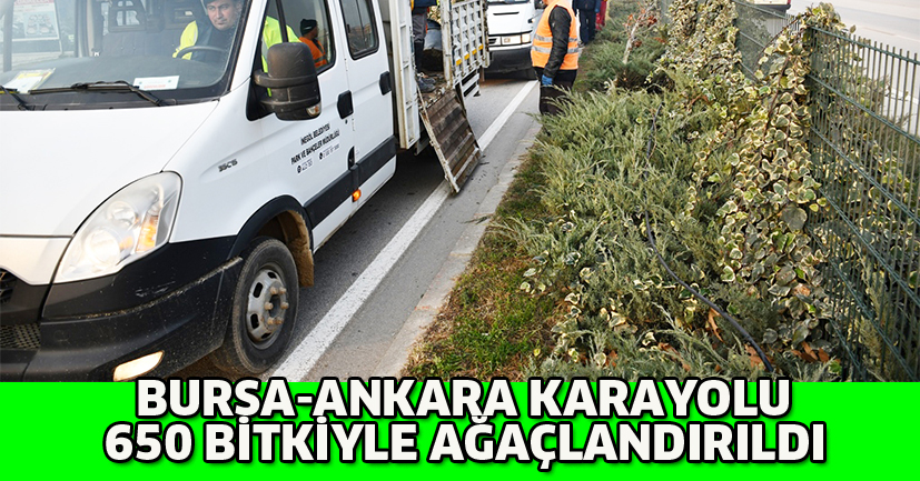 Bursa-Ankara karayolu 650 bitkiyle ağaçlandırıldı
