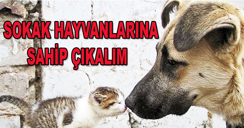Sokak hayvanlarına sahip çıkalım