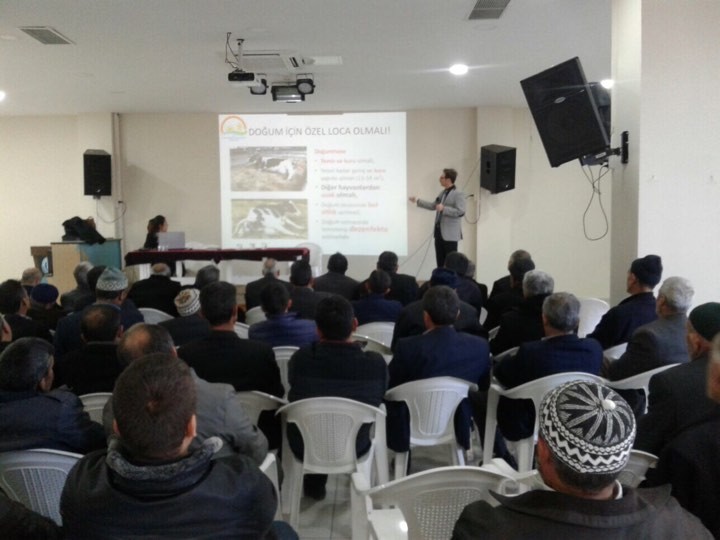 Büyükorhanda Buzağı Ölümlerini Önleme Seferberliği