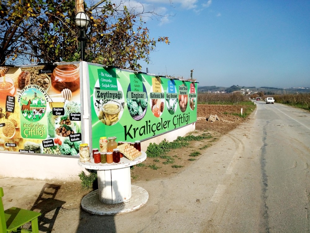 Enginarın Kralı “Kraliçeler Çiftliği”Nde Yetişecek