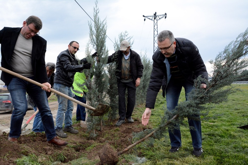 Karacabeyde 2 Bin Fidan Toprakla Buluştu