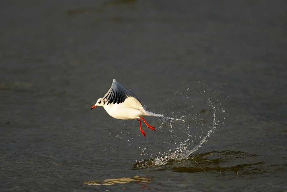 Kuşlara Kuş Bakışı