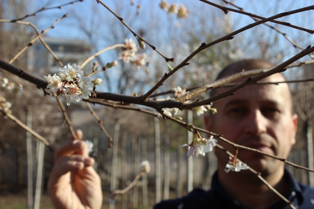 (Özel Haber) Aralık Ayında Sıcaklık Rekoru Kırıldı, Ağaçlar Çiçek Açtı