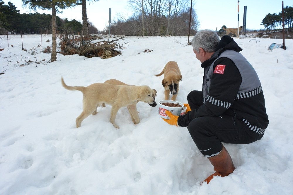(Özel Haber) Karda Aç Kalan Sokak Hayvanlarına Şefkat Eli