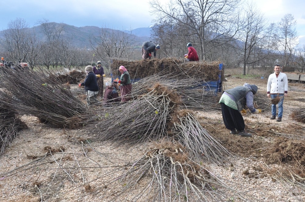 Türkiyenin Çöğürünü İnegöl Karşılıyor