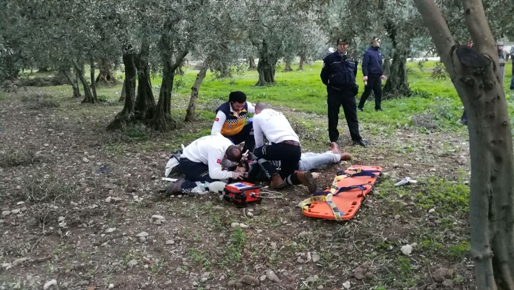 Zeytin Tarlasında Cinayet