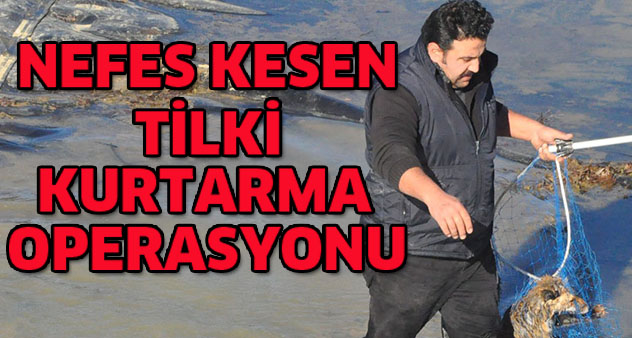 Gölette filelerle nefes kesen  tilki kurtarma operasyonu