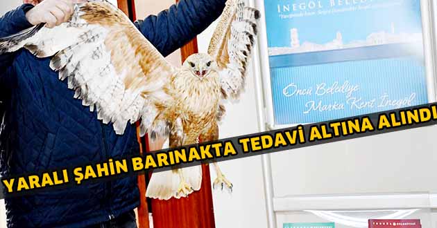 Yaralı şahin barınakta tedavi altına alındı