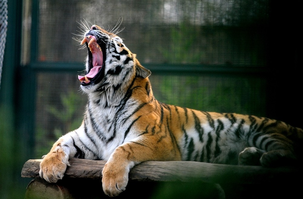 Bengal Kaplanları Kar Bekliyor