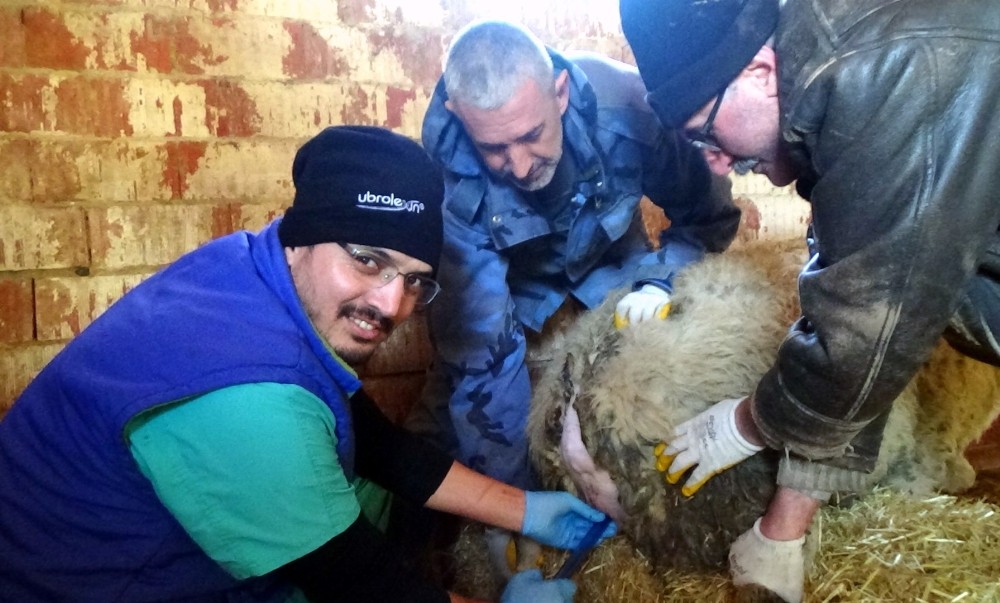 Et Üretimi Süngerleme İle Artacak