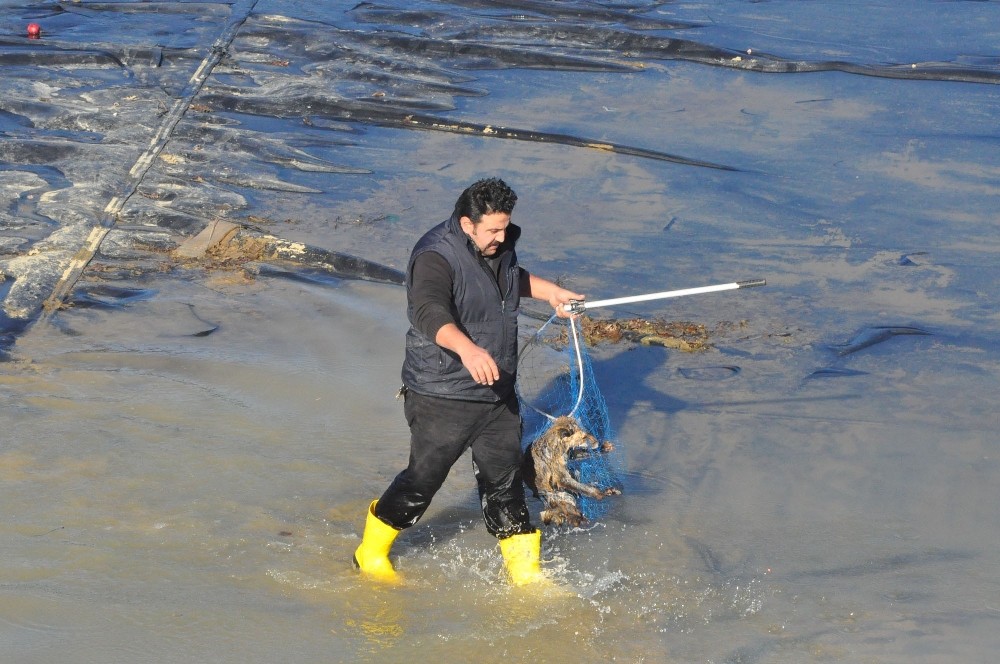 Gölette Filelerle Nefes Kesen Tilki Kurtarma Operasyonu