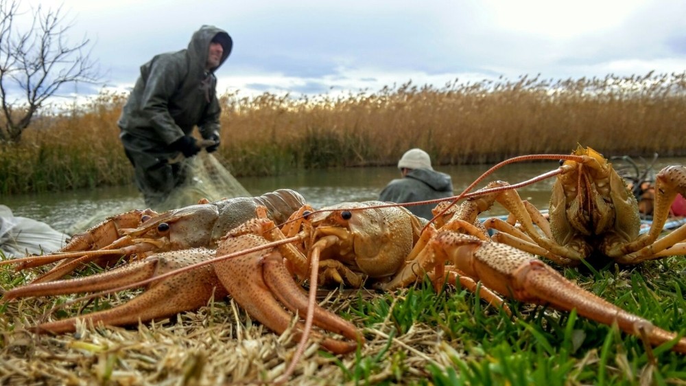 İznik Gölünde Kerevit Bolluğu