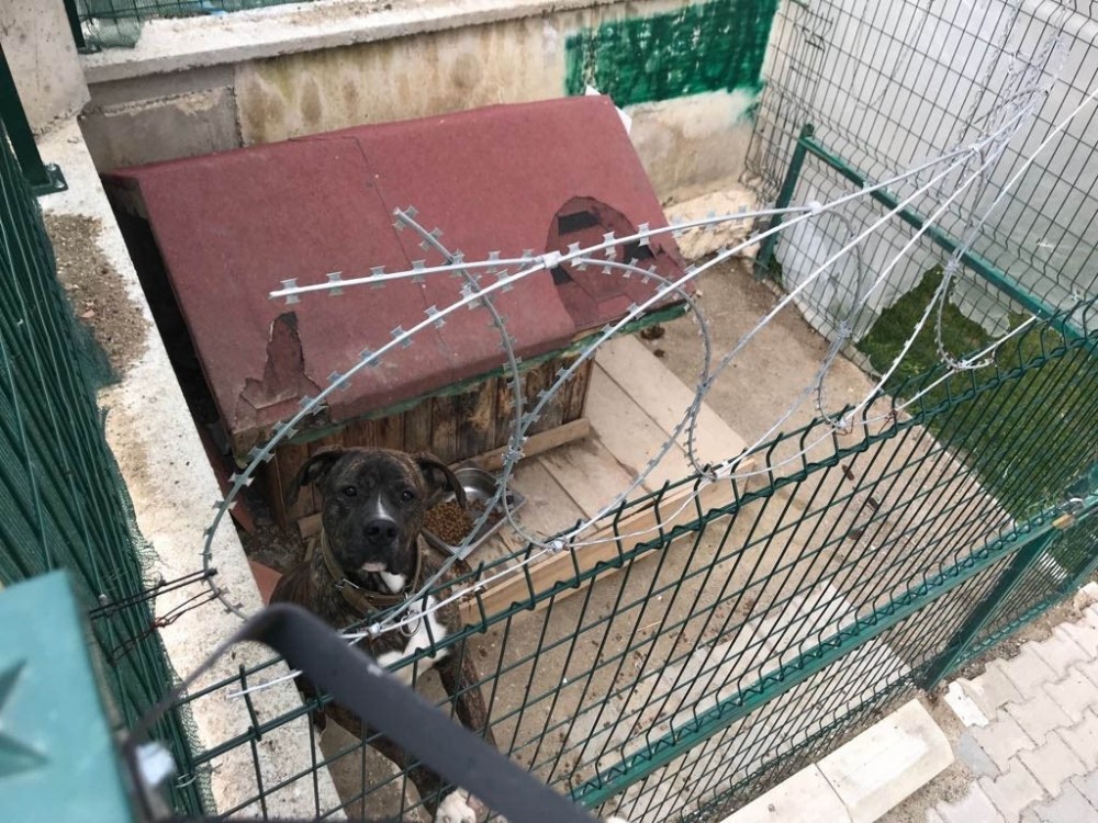 Köpek Yüzünden İki Kişiyi Öldüren Adamın Ailesi O Evden Taşındı