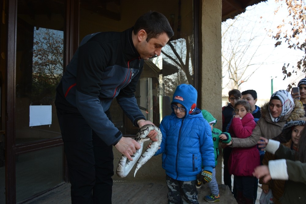 Korkusuz Çocuklar Piton Yılanını Sevip, Kaplanları Pür Dikkat İzledi