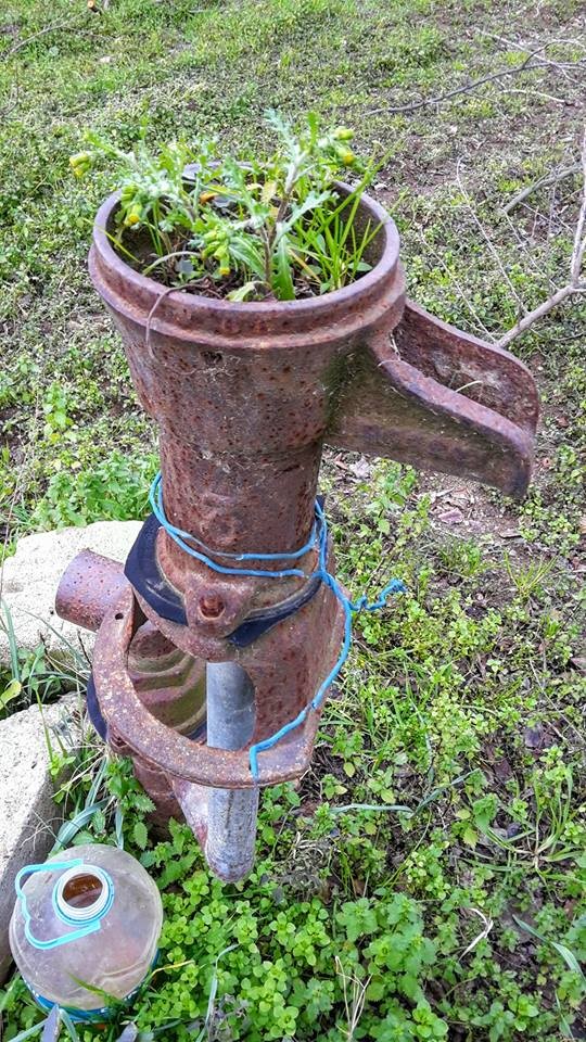 Kuruyan Tulumba Çiçek Açtı