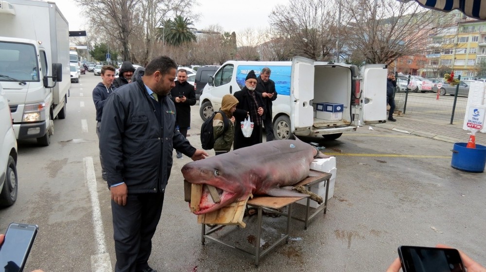 Mudanyalıların Köpek Balığı Sevgisi
