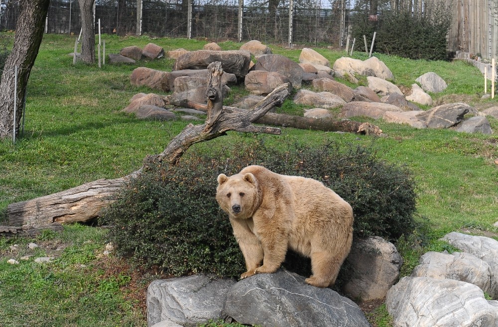 (Özel Haber) Ayılar Kış Uykusuna Yatmayı Unuttu