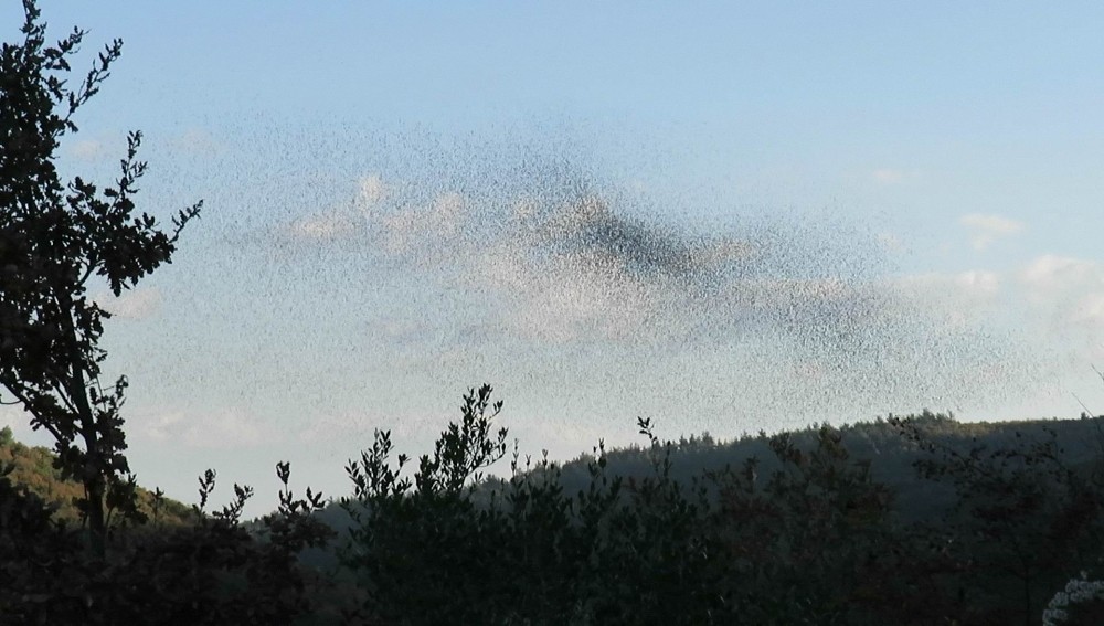 (Özel Haber) Bu Da Sığırcık Yağmuru