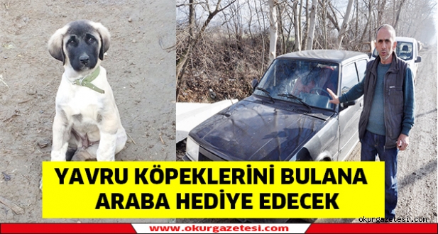 Yavru köpeklerini bulana araba hediye edecek