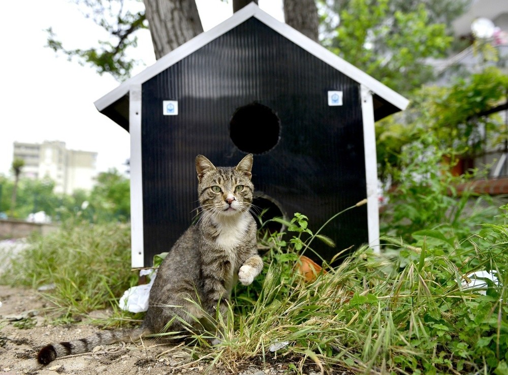 Yıldırımda Can Dostlarına Sıcak Yuva