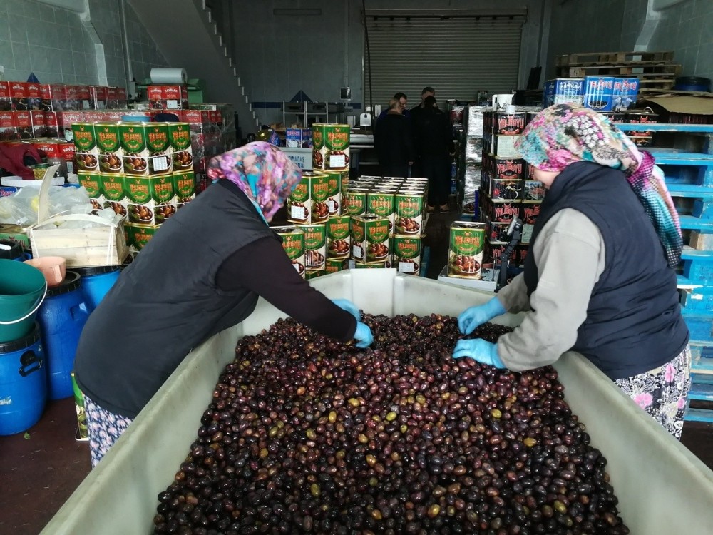 Zayıflatan Eşek Zeytini El Yakıyor