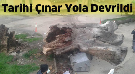 Tarihi Çınar Yola Devrildi