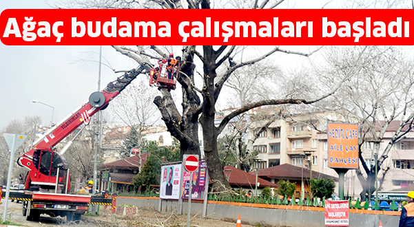 Ağaç budama çalışmaları başladı