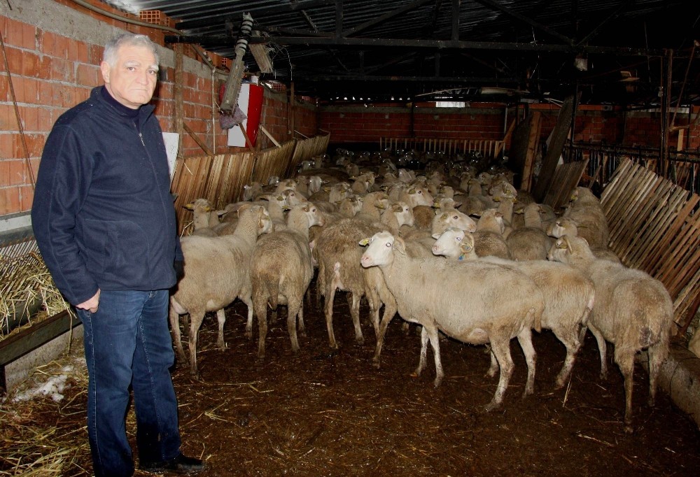 300 Koyun İçin Başvuruları Başladı