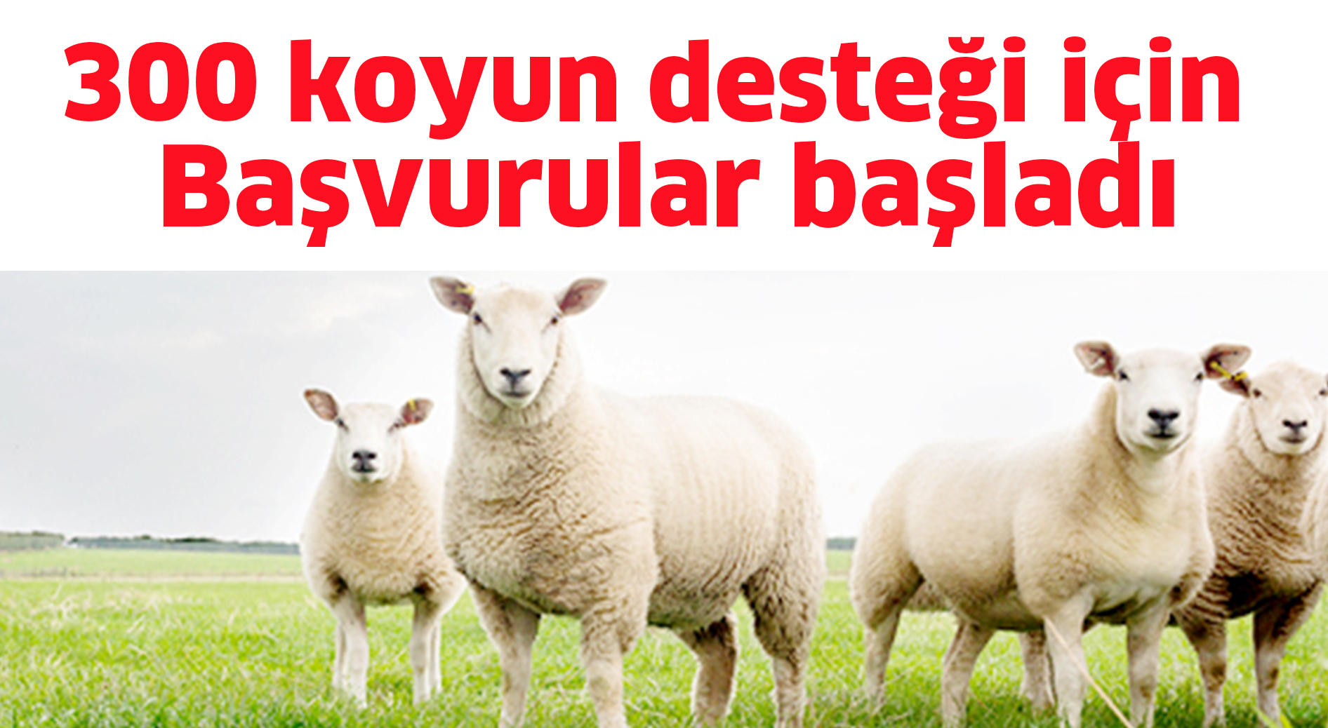 300 koyun desteği için başvurular başladı