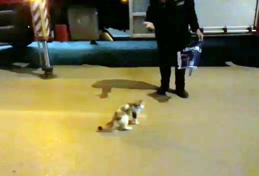 Bir Haftadır Mahsur Kaldığı Yerden İtfaiye Tarafından Kurtarıldı