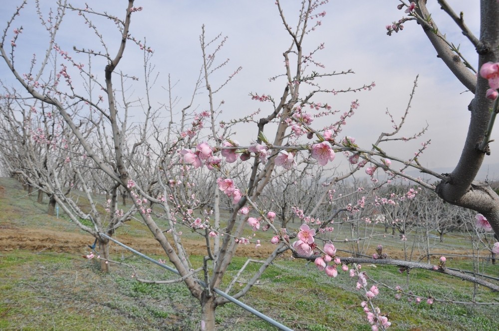 Bursada Şeftaliler Çiçek Açtı