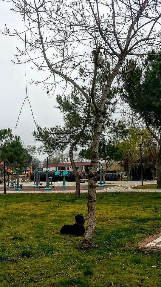 Gitse De İnsem Dedirten O An